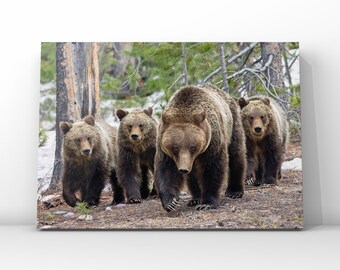 399's Legacy: Grizzly 610 & Bear Cubs Print - Grand Teton National