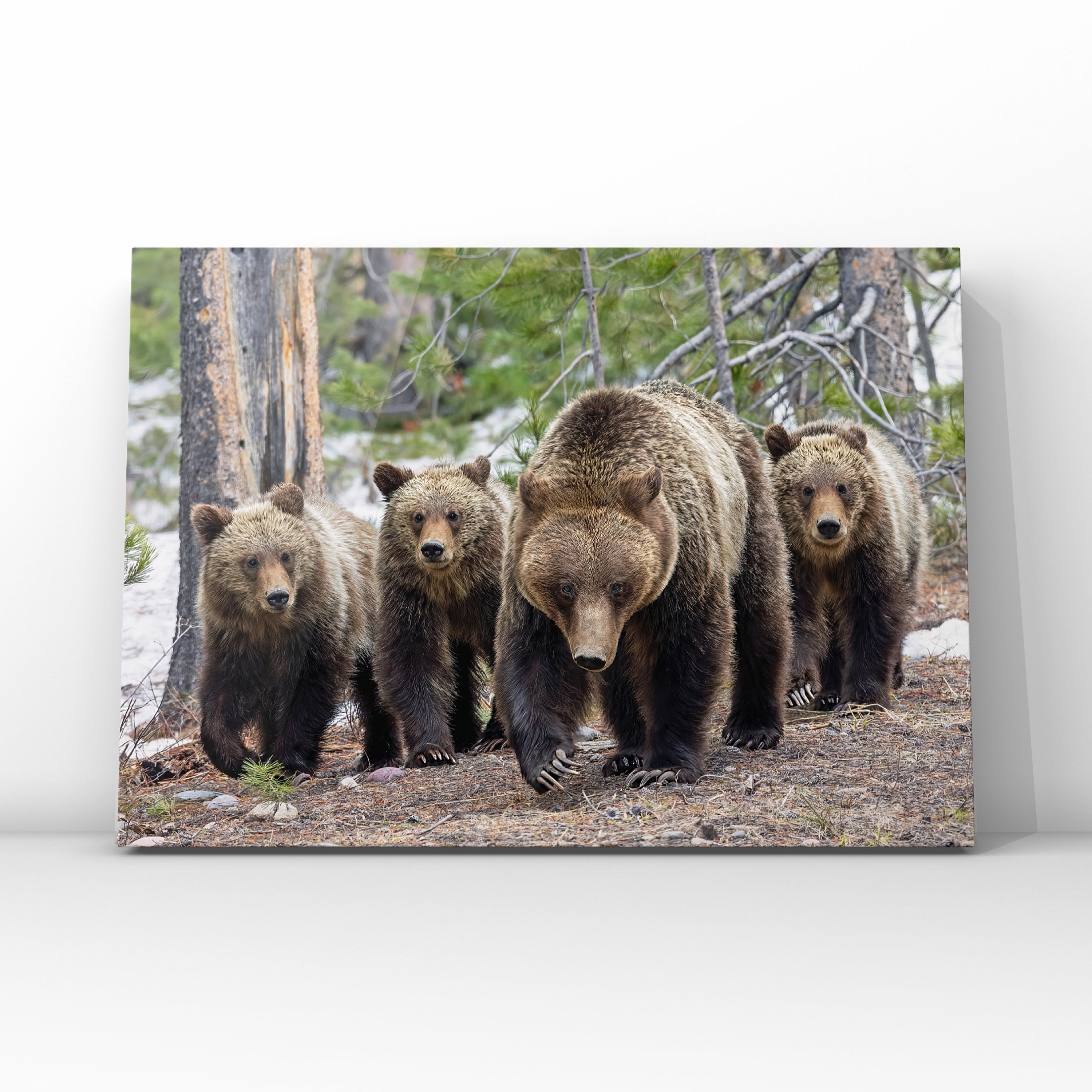 2006　BEAR　カタログ il_fullxfull.5032577832_t77d.jpg