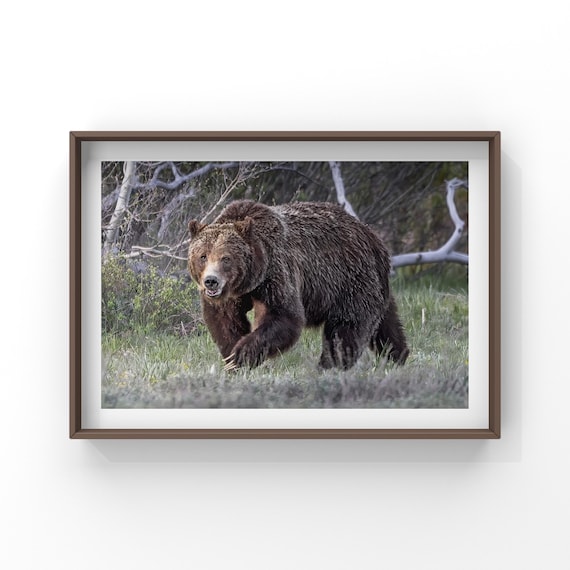Grizzly Bear 399 Print - Grand Teton National Park Wildlife