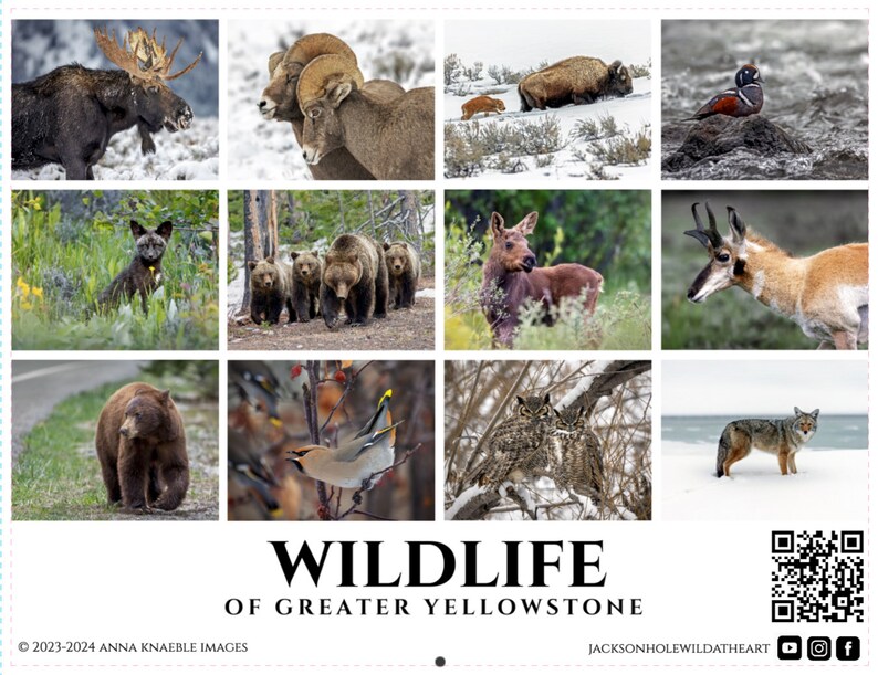 2024 Wall Calendar Wildlife of Greater Yellowstone National Parks