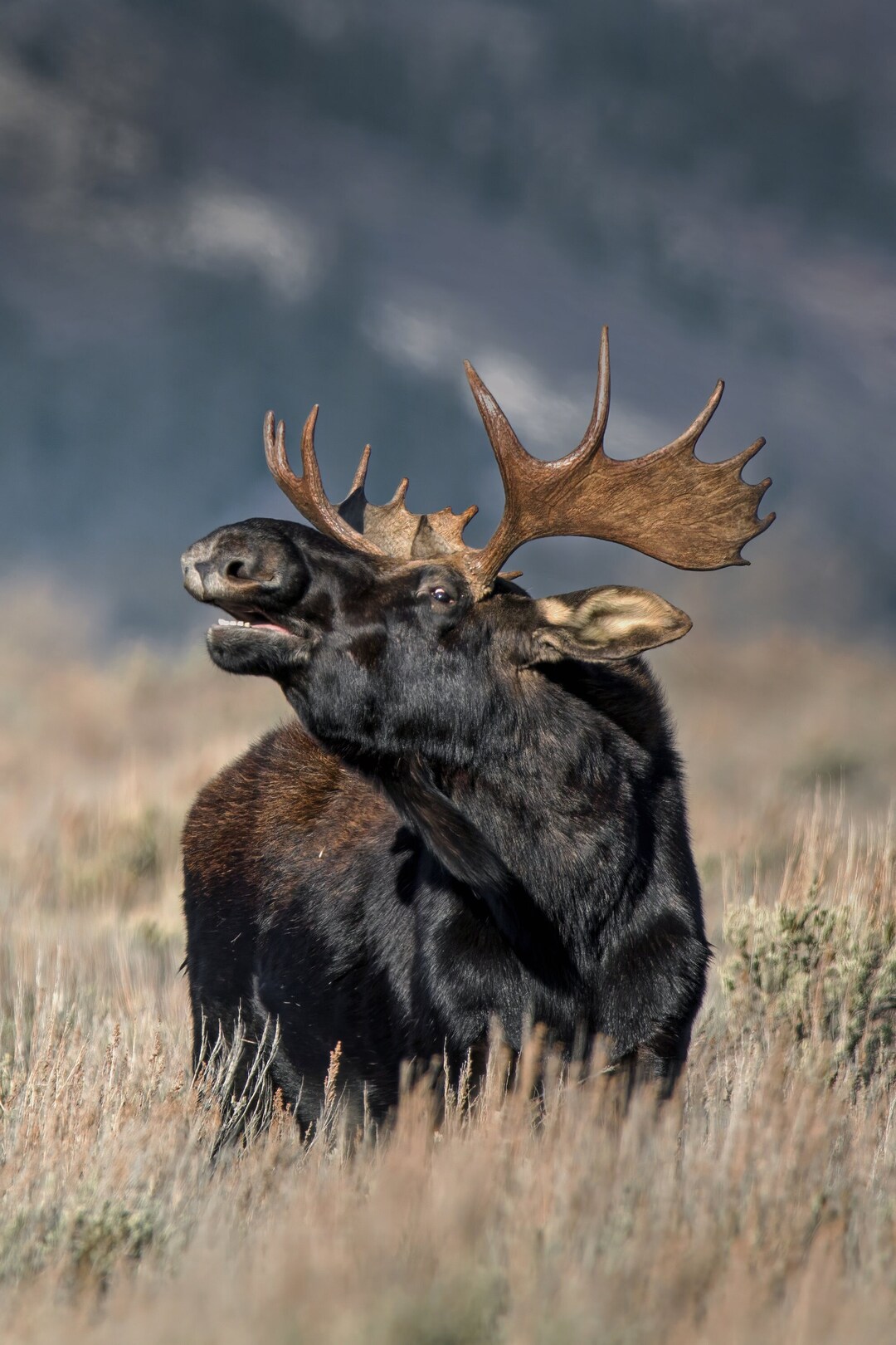Bull Moose Print Grand Teton National Park Wildlife Photography Etsy Il 1080xN.4605444517 K9it