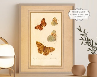 Vintage Butterfly Antique Illustration, 19th Century Butterfly Art, PRINTABLE Wall Art, Digital Download