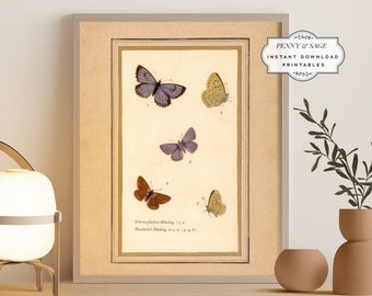 Vintage Butterfly Antique Illustration, 19th Century Butterfly Art, PRINTABLE Wall Art, Digital Download