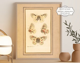 Vintage Butterfly Antique Illustration, 19th Century Butterfly Art, PRINTABLE Wall Art, Digital Download