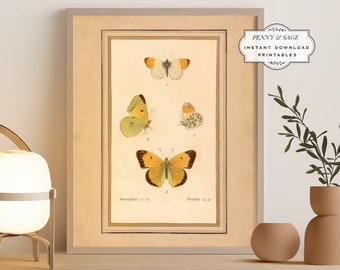 Vintage Butterfly Antique Illustration, 19th Century Butterfly Art, PRINTABLE Wall Art, Digital Download