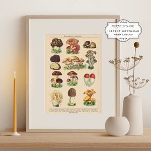 Vintage Edible Mushroom Illustration, 19th Century Art Drawings, PRINTABLE Wall Art, Digital Download