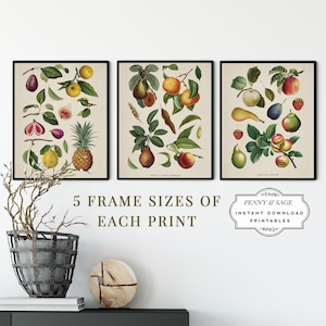 Set of 3 Vintage Art Prints: Fruit Illustrations, Kitchen Art, PRINTABLE Wall Art, Digital Download