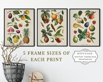 Könnte beinhalten: Drei Vintage-botanische Illustrationen von Früchten, jede in Schwarz gerahmt. Die Illustrationen zeigen eine Vielzahl von Früchten, darunter Birnen, Äpfel, Pflaumen, Feigen und Ananas. Der Text unter jeder Illustration lautet "Fruits des Arbres", "Fruits des Arbres" und "Fruits d'ete".