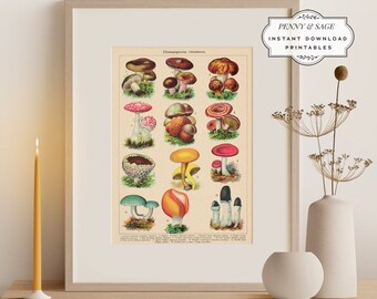 Könnte beinhalten: Vintage botanische Illustration verschiedener Pilze mit lateinischen Namen und Beschreibungen. Das Bild zeigt eine Vielzahl von Pilzarten, darunter rote, braune, gelbe und weiße Pilze mit unterschiedlichen Hutformen und Texturen. Die Illustration ist im klassischen Stil mit detaillierten Zeichnungen und einem hellen Hintergrund gehalten.