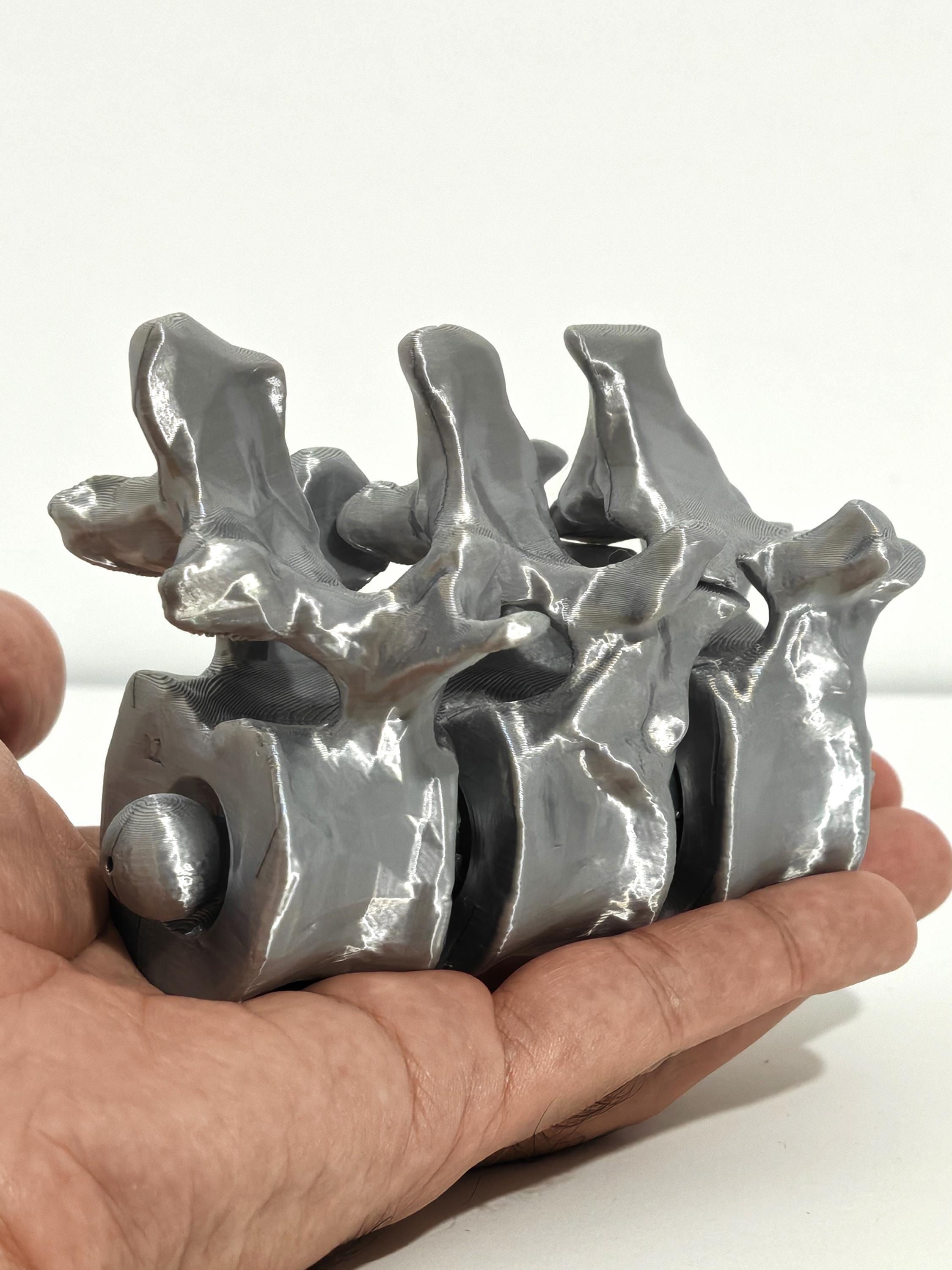 Life-size, Articulated 3D Printed Anatomically Realistic Spine/backbone ...