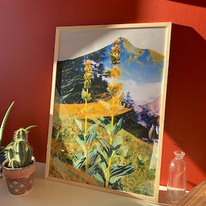 Póster - Genciana