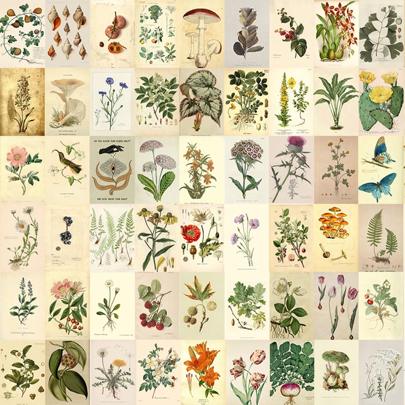 250 PCS Vintage Poster Wall Collage Kit Botanical Prints - Etsy