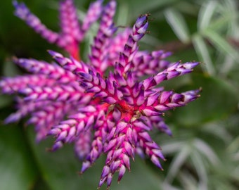 Tropical Flower Digital Downlaod