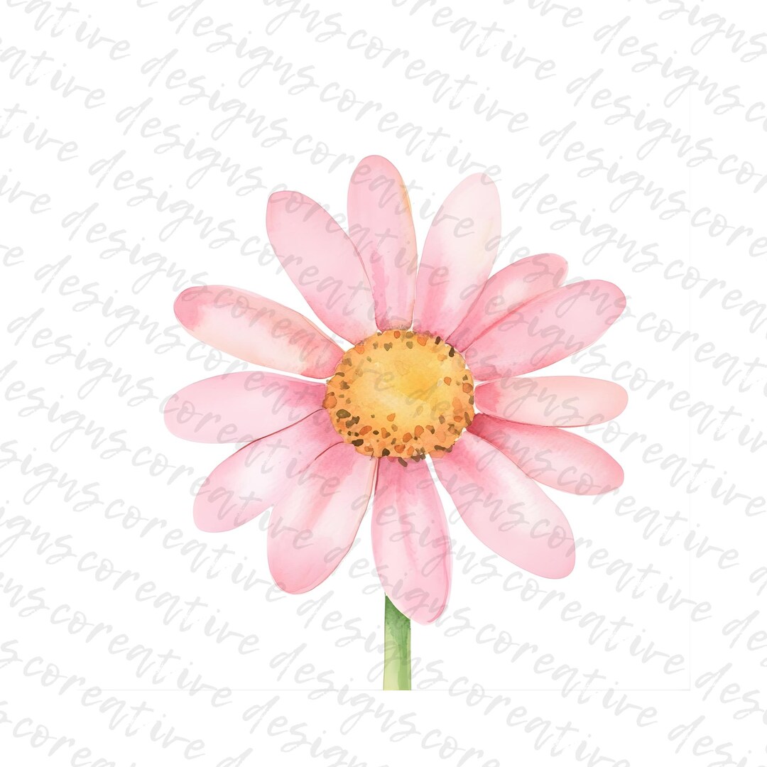 16 Watercolor Pink Daisy Clipart – Floral Flower Illustration, Spring ...