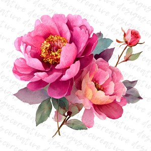 May include: Watercolor illustration of pink peonies and a small rose. The large flowers have multiple layers of petals with yellow centers. Green and purple leaves and stems complete the floral arrangement. The background is white with a watermark.