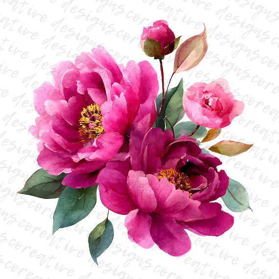 Watercolor Pink Flowers Clipart: Peonies & Roses (Digital Download JPGs, 4096x4096px, 300 DPI)