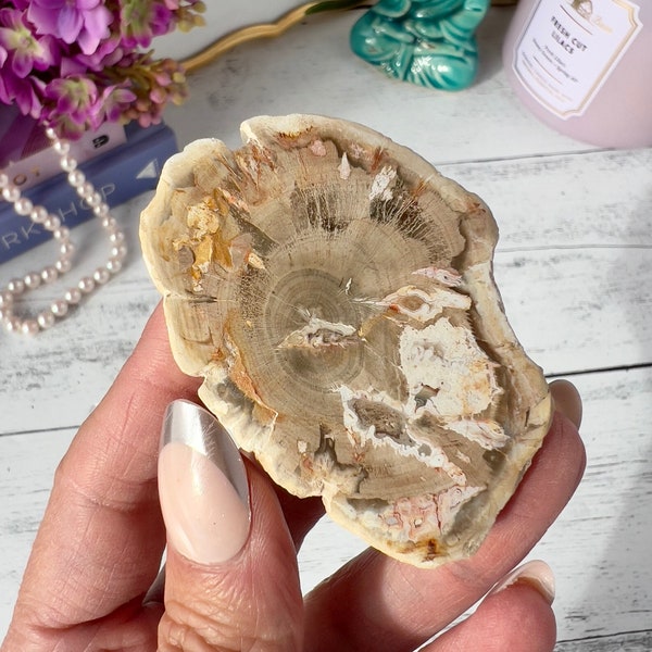 Petrified Wood Slice from Madagascar | Petrified Wood Slab | Petrified Wood Disc | Grounding Stone | Home Décor | Crystal Gifts