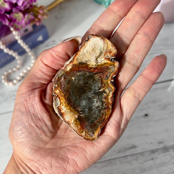 Petrified Wood Slice from Madagascar | Petrified Wood Slab | Petrified Wood Disc | Grounding Stone | Home Décor | Crystal Gifts