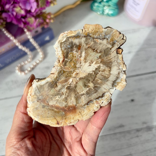 Petrified Wood Slice from Madagascar | Petrified Wood Slab | Petrified Wood Disc | Grounding Stone | Home Décor | Crystal Gifts