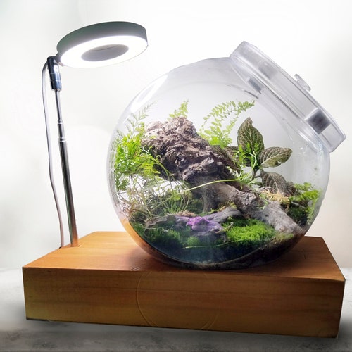 Clear Acrylic Live Terrarium With Stand Light and Timer free Etsy