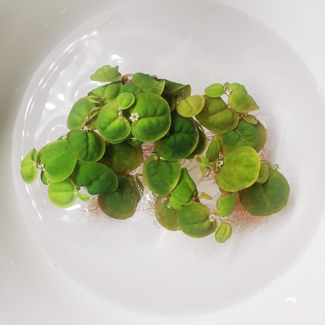 1 Red Root Floater Plant Live Aquatic Plants Phyllanthus Fluitans Easy