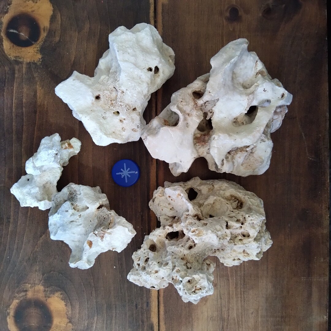 Holey Limestone for Aquarium or Terrarium Texas Holey Rock