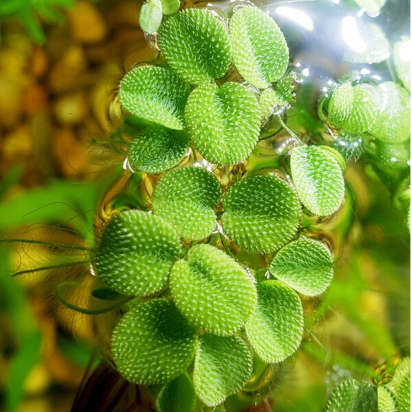 20 Salvinia Minima, Aquarium Floating Plants, Water Spangles Easy aquatic plants . Aquatic Water Spangles, Common Salvinia FREE ICE PACK