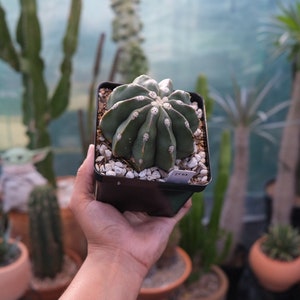 Melocactus Maxonii Inermis - Etsy