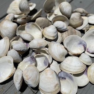 May include: A pile of white clam shells with purple interiors. The shells are arranged in a random pattern and are lit by the sun.
