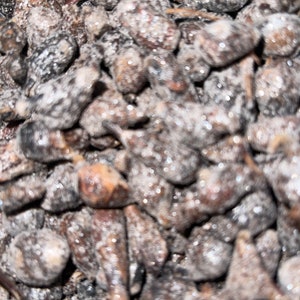 May include: A close-up of a pile of small, dark brown, irregularly shaped, dried fruits. The fruits are covered in a white, powdery substance.