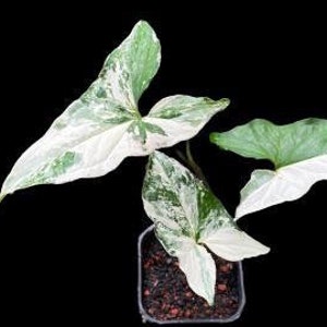 Syngonium Albo Variegated (US Seller Syngonium Albo 2-3 Leaves)