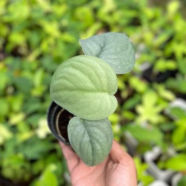 Scindapsus Silver Hero (US Seller Scindapsus Silver Hero 2-3 Leaves)