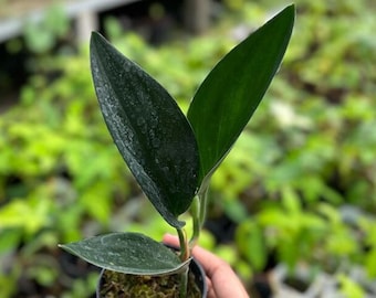 Scindapsus Treubii Dark Leaves (US Seller Scindapsus Treubii 2-3 Leaves)