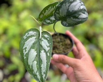 Rare Scindapsus Yupa Variegated | US Seller | New Growth | Exact