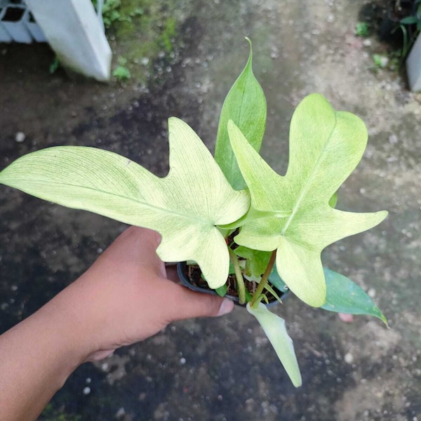 Philodendron Florida Ghost (US Seller Philodendron Florida Ghost 2-3 Leaves)