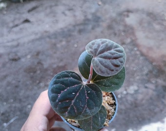 Rare Hard to Find Etsy