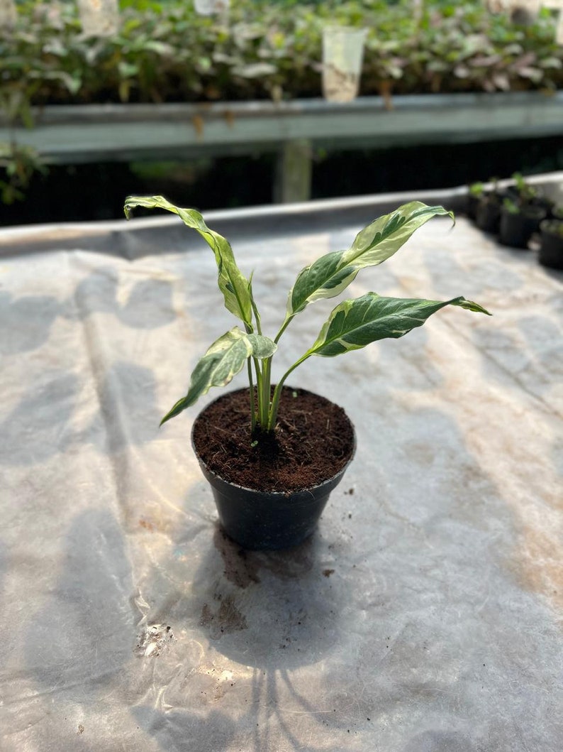 LATROPIC Spathiphyllum Peace Lily