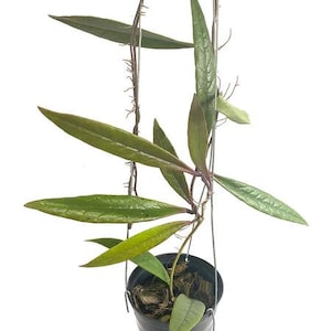 Hoya Sulawesiana Green (US Seller Hoya Sulawesiana Green, Rooted Cutting) NOT Starter Plant
