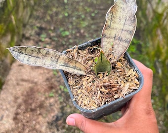 Sansevieria “manny Pacquiao”/ RARE / Unique / Chubby DARK Leaves