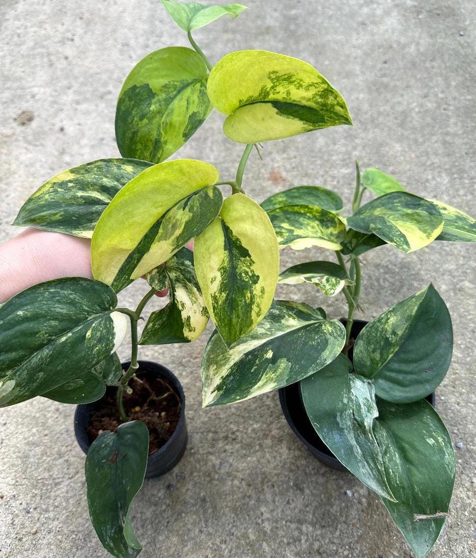Scindapsus Jade Satin Variegated Yellow (US Seller, Scindapsus Jade Satin  Variegated Yellow) NOT Starter Plant - Etsy