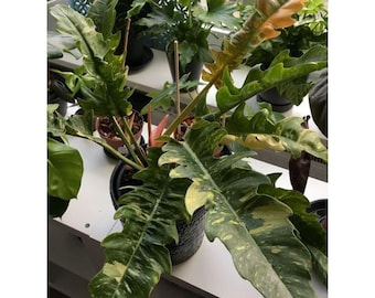 May include: A variegated houseplant with large, green and yellow leaves. The plant is in a black pot and is sitting on a white surface.