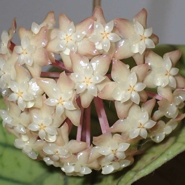 Hoya Clemensiorum (US Seller Hoya Clemensiorum Aceh)