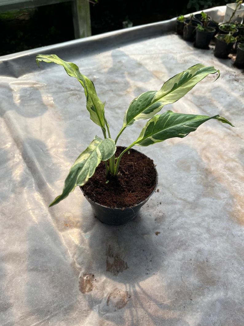 LATROPIC Spathiphyllum Peace Lily - Thumbnail 4