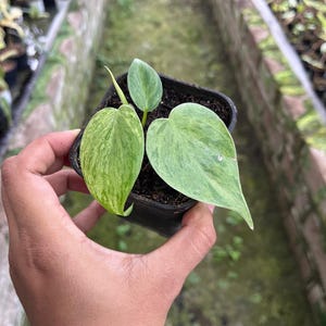 Philodendron Hastatum Variegated - Etsy