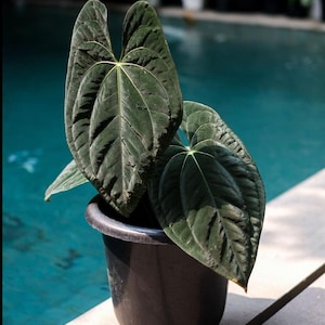Anthurium Papililaminum Dark Form Hybrid Open Polinate (US Seller Anthurium Papililaminum Hybrid  2-3 Leaves)