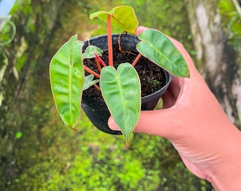 Puede incluir: Una pequeña planta Philodendron con hojas verdes alargadas en forma de corazón, venas prominentes y tallos de color rosa rojizo. La planta está en una maceta de plástico negro con tierra oscura, mostrando un contraste vibrante en el follaje.