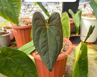 Anthurium Papillilaminum Fort Sherman X ( FS X Ralph Lynam), Exact
