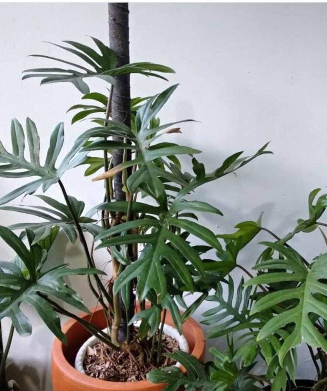 Philodendron Mayoi (US Seller Philodendron Mayoi 2-4 Leaves) NOT Starter  Plant - Etsy