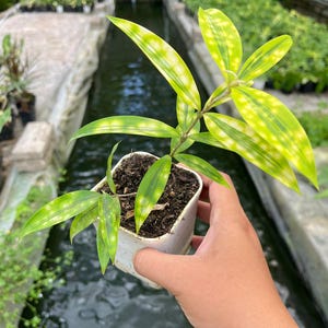 efeutute wasserbedarf Gefleckte Efeutute kaufen | Scindapsus pictus main image 0