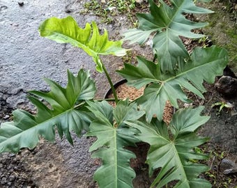Philodendron Golden Dragon 2-4 Leaves (US Seller Philodendron Golden Dragon 2-4 Leaves)